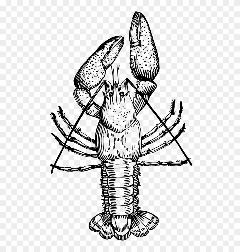 Crayfish Black And White #646224