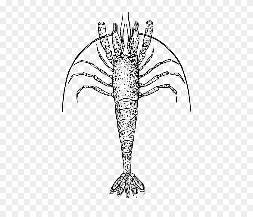 Spiny Lobster, Crayfish, Crawfish, Crab, Animal - Namibcypris Costata #646237