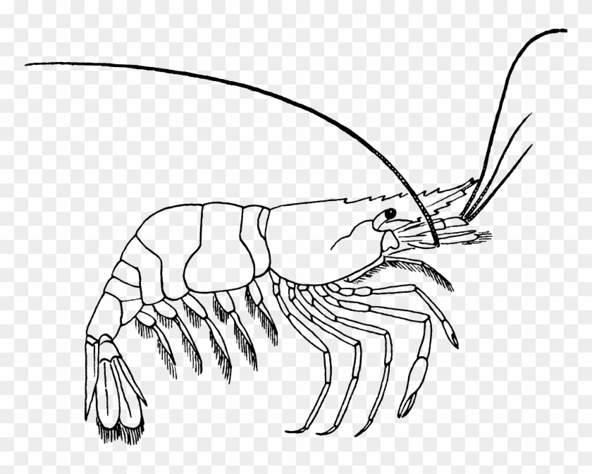 Medium Image - Prawn Coloring Page #646259