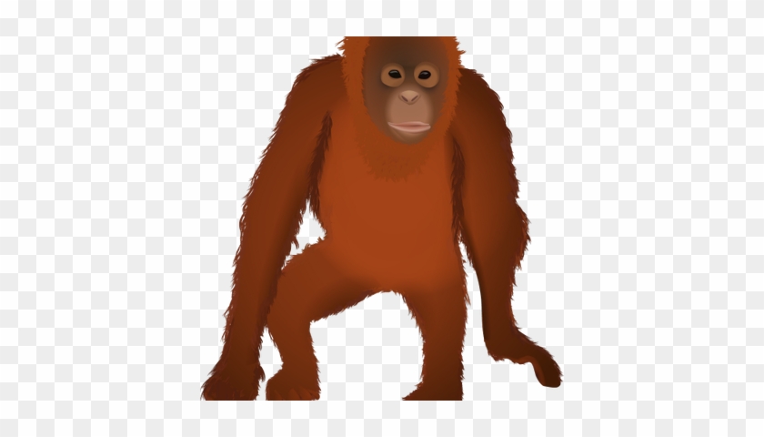 Osmawani Orangutan - Orangutan #646360