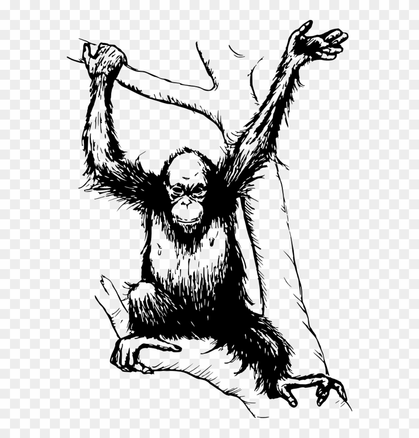 Medium Image - Orang Utan Clipart Black And White #646364