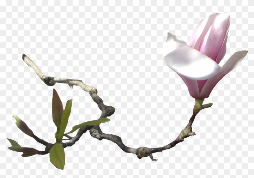 Southern Magnolia Flower Email Clip Art - Southern Magnolia Flower Email Clip Art #646974