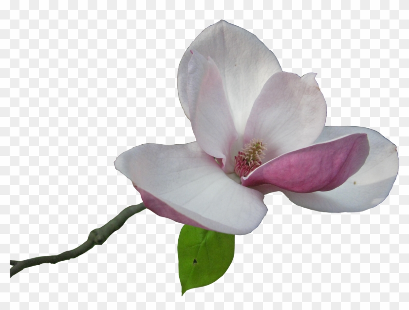 Flower Magnolia Clip Art - Flower Magnolia Clip Art #647010