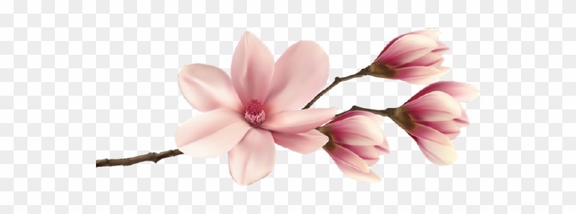 It Grow And To The World As A Whole - Magnolia Png #647802