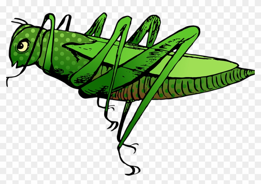 Grasshopper Cartoon 1, Buy Clip Art - ตั๊ ก เเ ตน การ์ตูน #648882