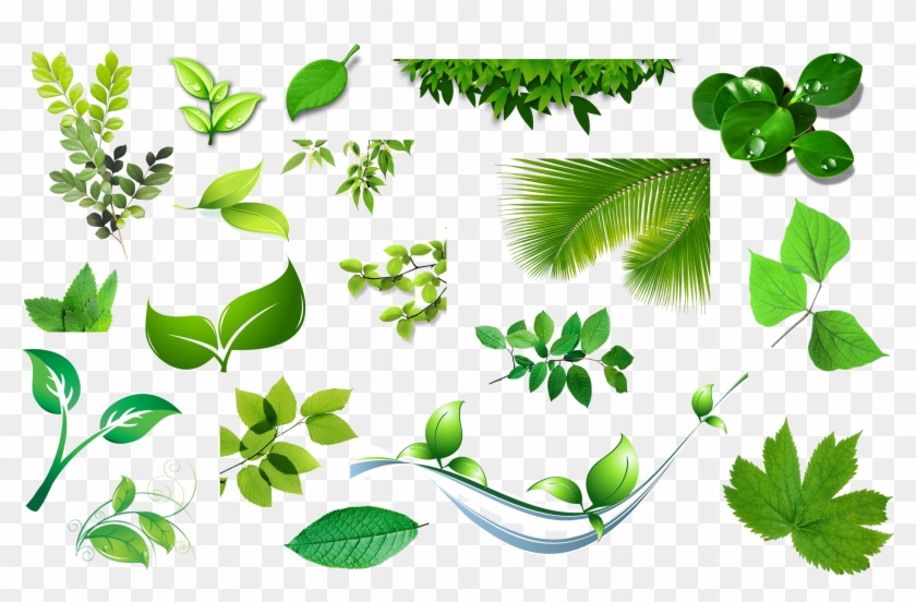 Leaf Clip Art - Leaf Clip Art #649190