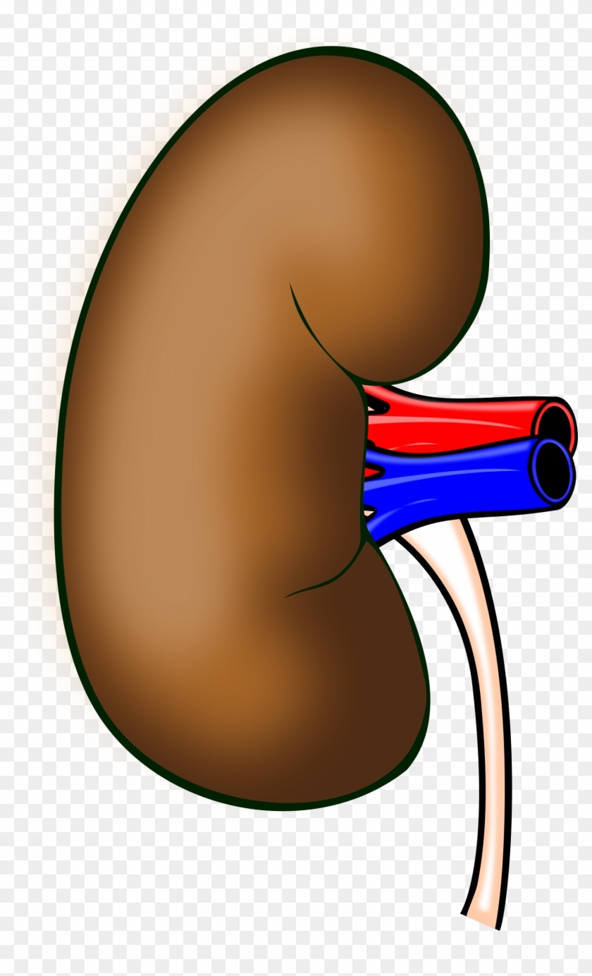 Free Pointing Hand Free Kidney - Clipart Kidney #650575