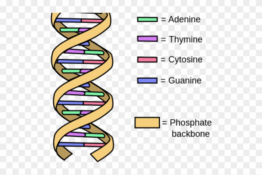 Dna Structure Clipart Drawing Labeled - Do Free Radicals Damage Dna #650752