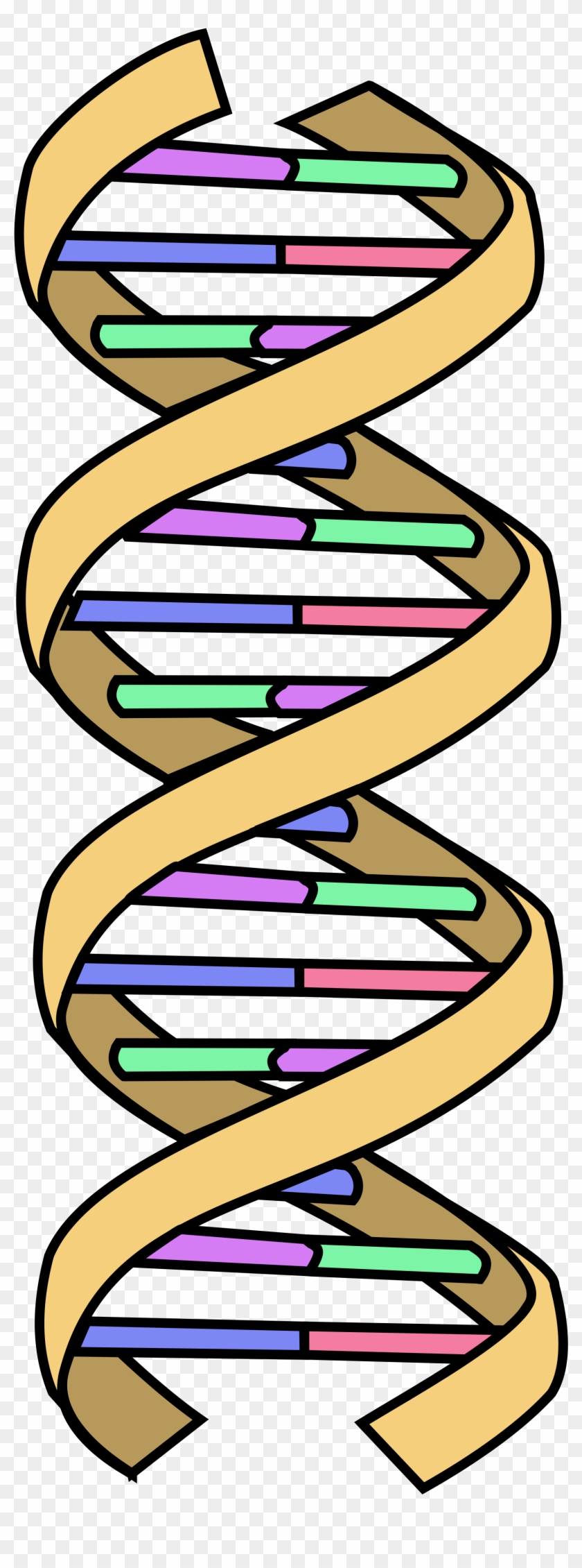 Open - Dna Simple Diagram #650768