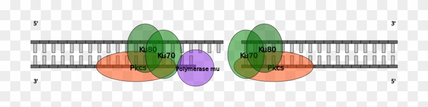 'classical' Processing With Polymerase Mu In Homo Sapiens - Graphic Design #650811