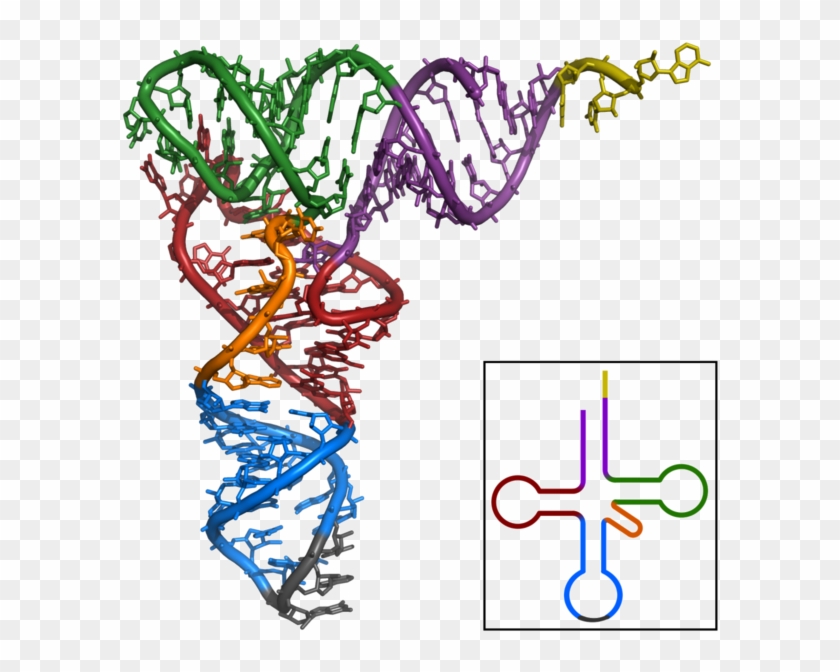 Trna-phe Yeast 1ehz - Estructura Terciaria Del Arn #650827