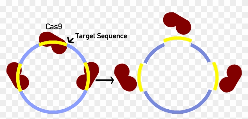 This Will Create Double Strand Breaks At 3 Target Sequences, - Circle #650853