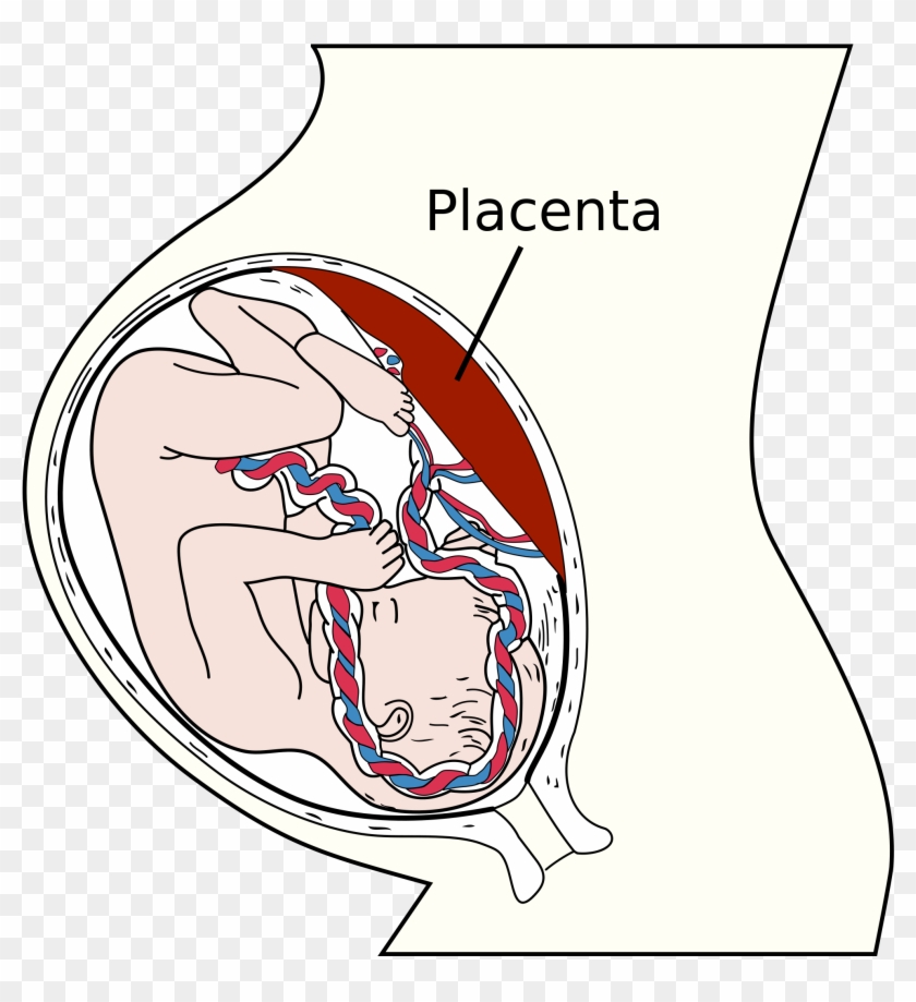 Prenatal Development Linked To Anxiety And Poor Mental - Placenta: Development, Function And Diseases #653751