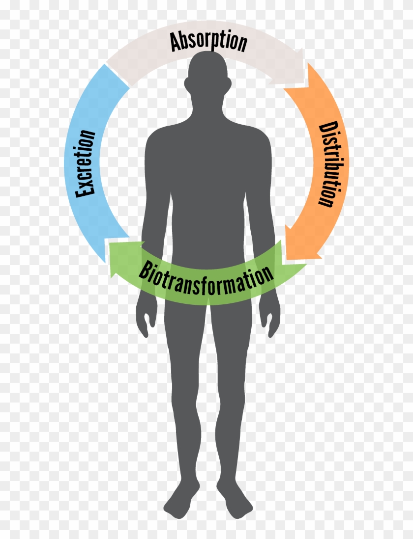 Illustration Of A Human Body With A Semi-circle Over - Biotransformation #653800