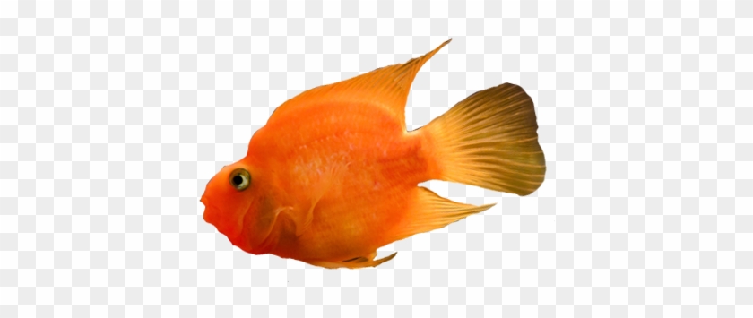 View Fish - Goldfish #656055