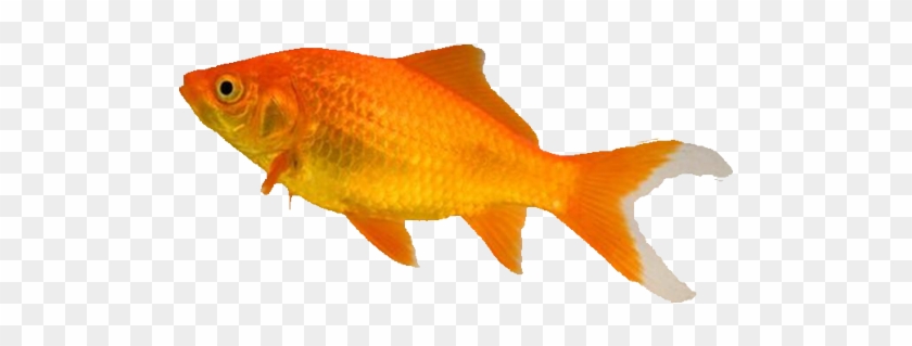 Fish Food, Treatments And Accessories From The Pet - Types Of Goldfish #656056