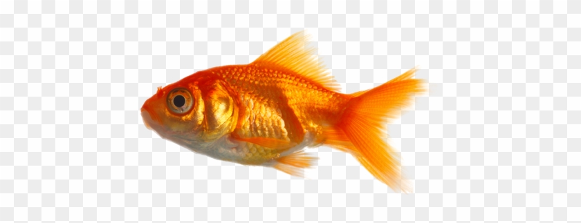 Real Fish Png Image - Real Fish Png #656059