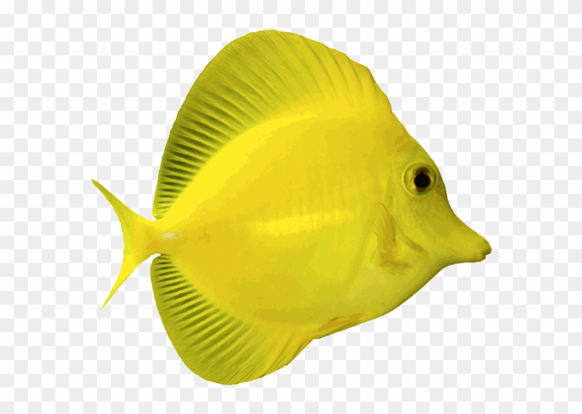 Angelfish Png Free Download - Png Clip Art Yellow Tang #656066