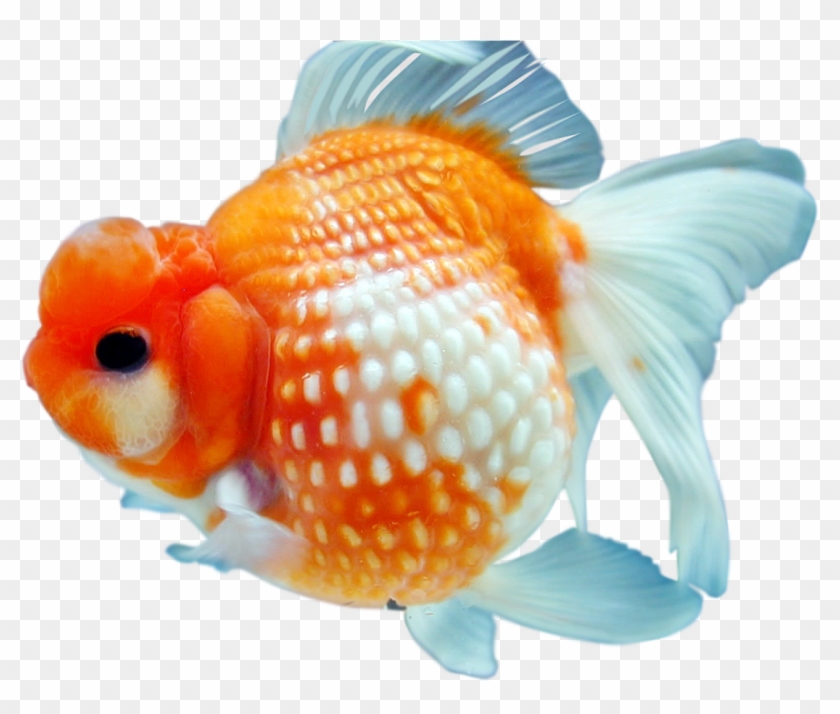 Goldfish Png By Kasirun-hasibuan - Goldfish Transparent Background Png #656072