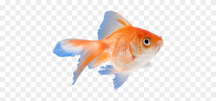 Click On Any Of The 'i' Icons Below To See Common Fish - Goldfish #656074