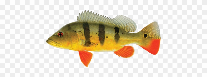 Peacock Bass - Peacock Bass #656076