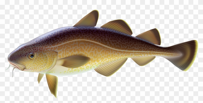 Carp Fish Png Clipart - Carp Clipart #656080