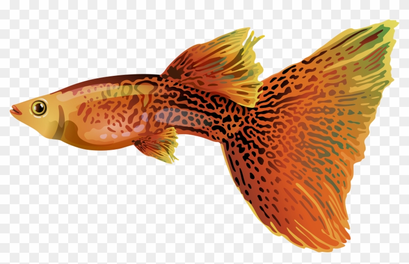 Clip Art Guppy Fish Png Free Image Gallery Yopriceville - Guppy Png #656137