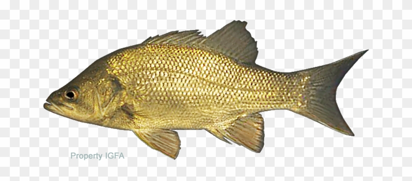 Bass, Australian - Australian Fresh Water Fish #656140
