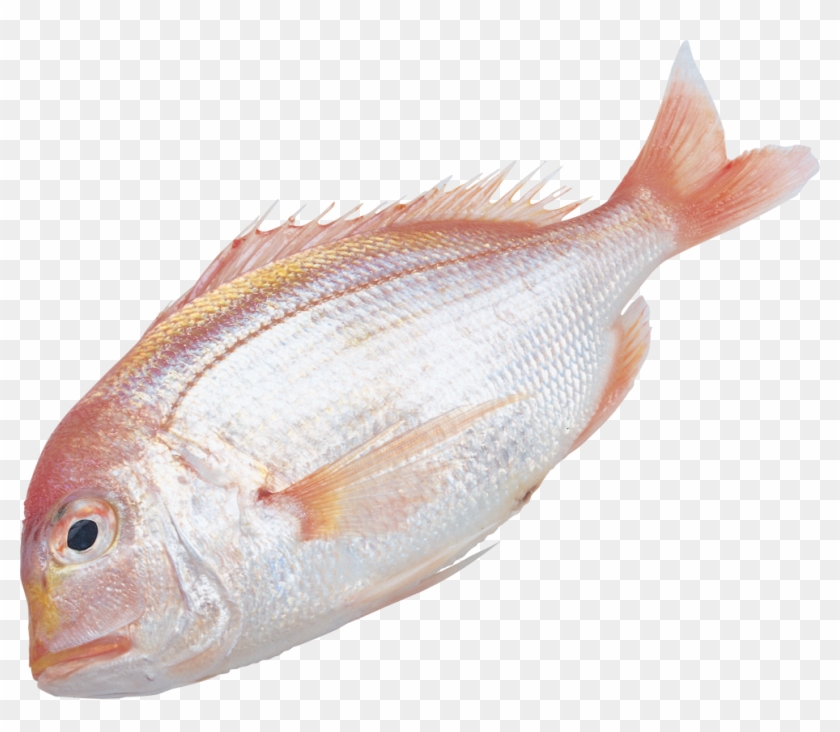Fish Png Fifteen - Fishing #656151