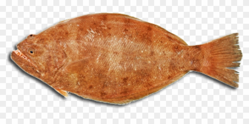 Download Amazing High-quality Latest Png Images Transparent - Halibut #656168