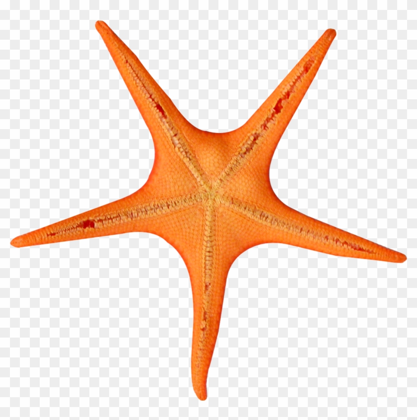 Star Fish Png Transparent Image - Portable Network Graphics #656179
