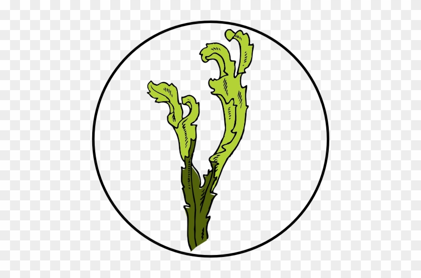 Algae Clipart Eelgrass - Burris 200341 Fullfield E1,6.5x-20x-50mm,mat #656979