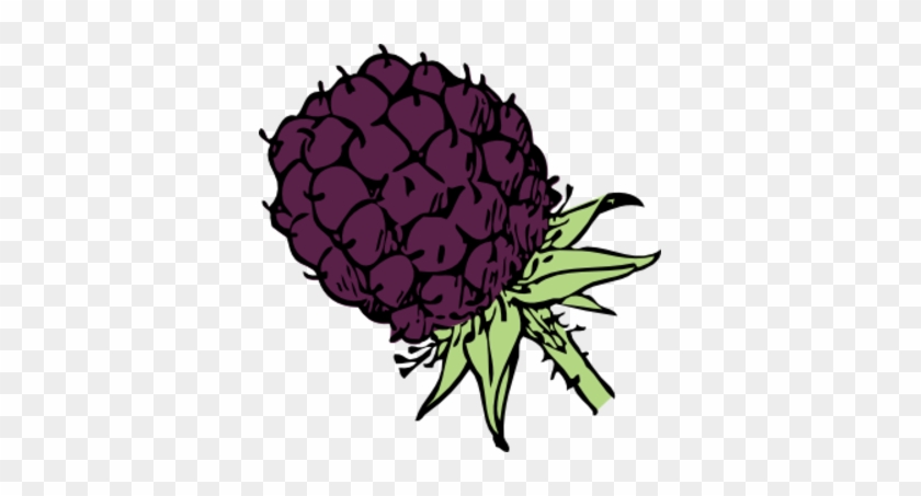 Blackberry Clip Art #657334