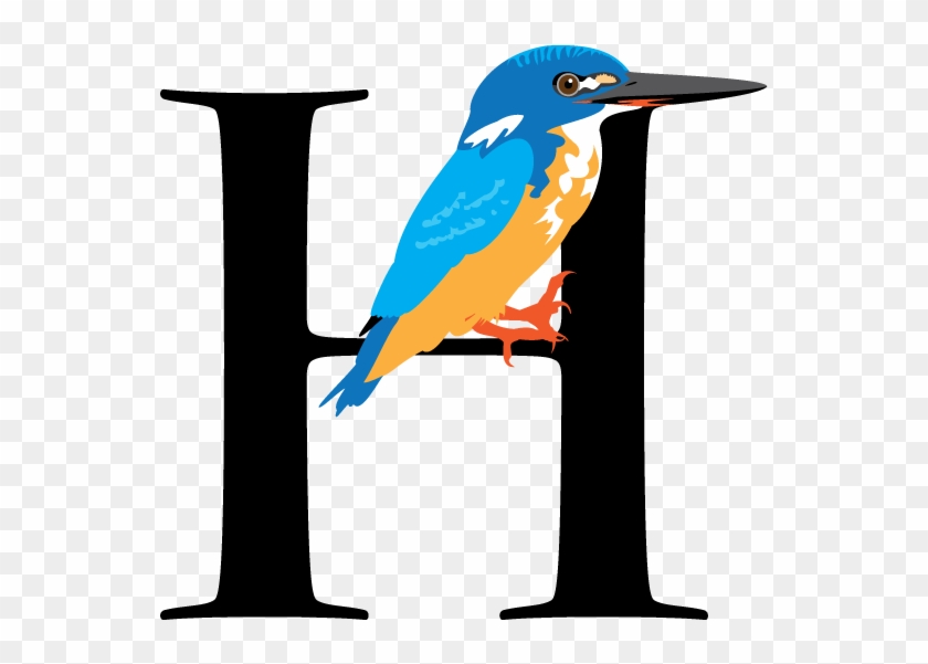 Half-collared Kingfisher Hoefler Titling - Mountain Bluebird #657994