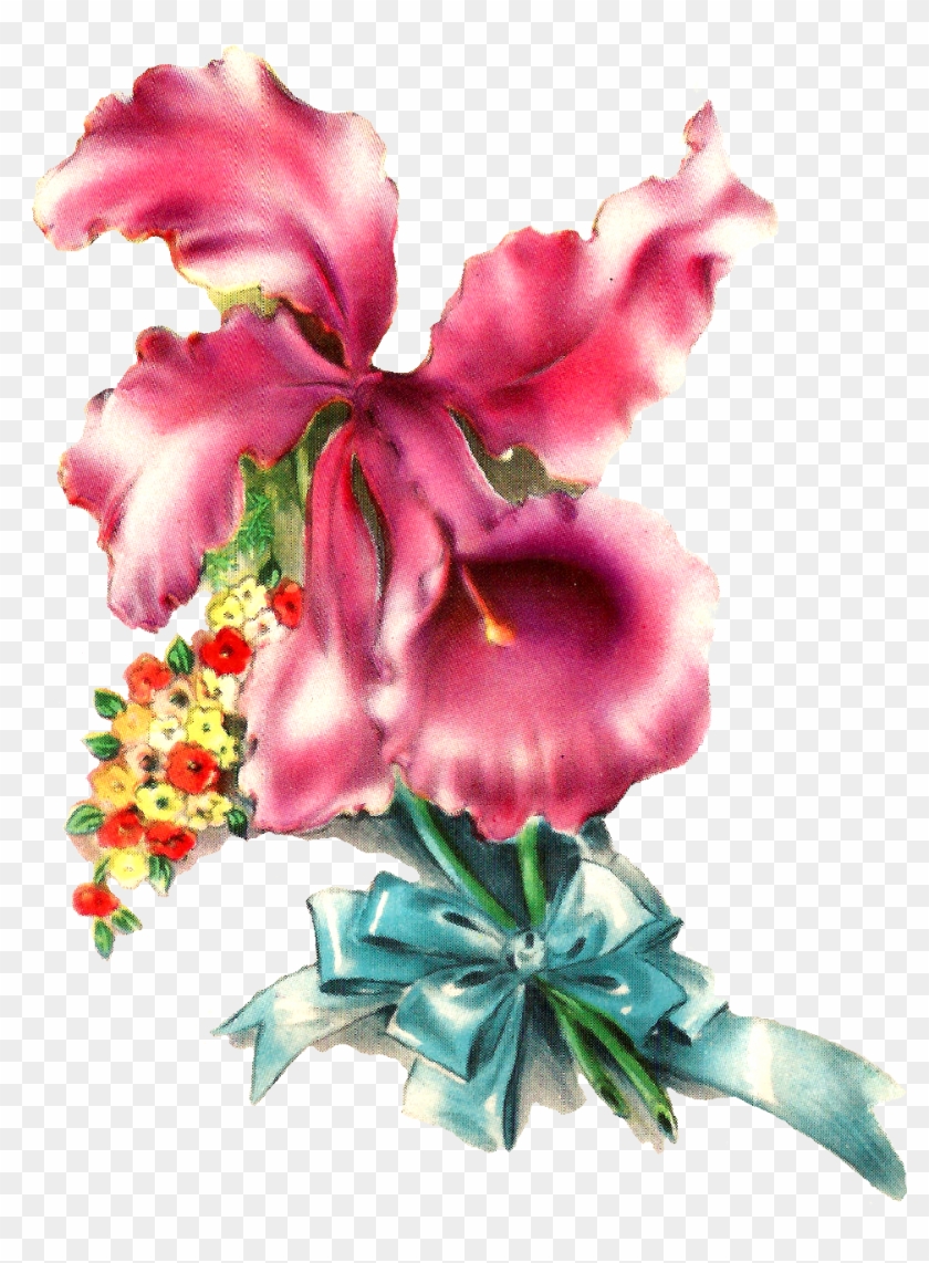Orchid Flower Image Illustration Botanical Art - Birthday Cards For Friends #658029