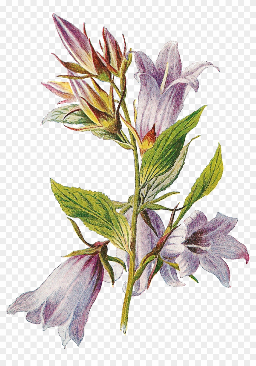 Flower Wildflower Transfer Image Botanical Illustration - Bellflower Antique #658065