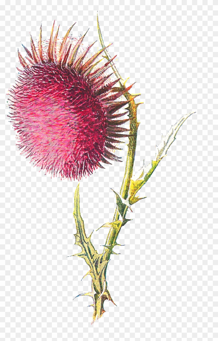 But The Wildflower, Nodding Thistle, Is Perhaps The - Illustration #658074