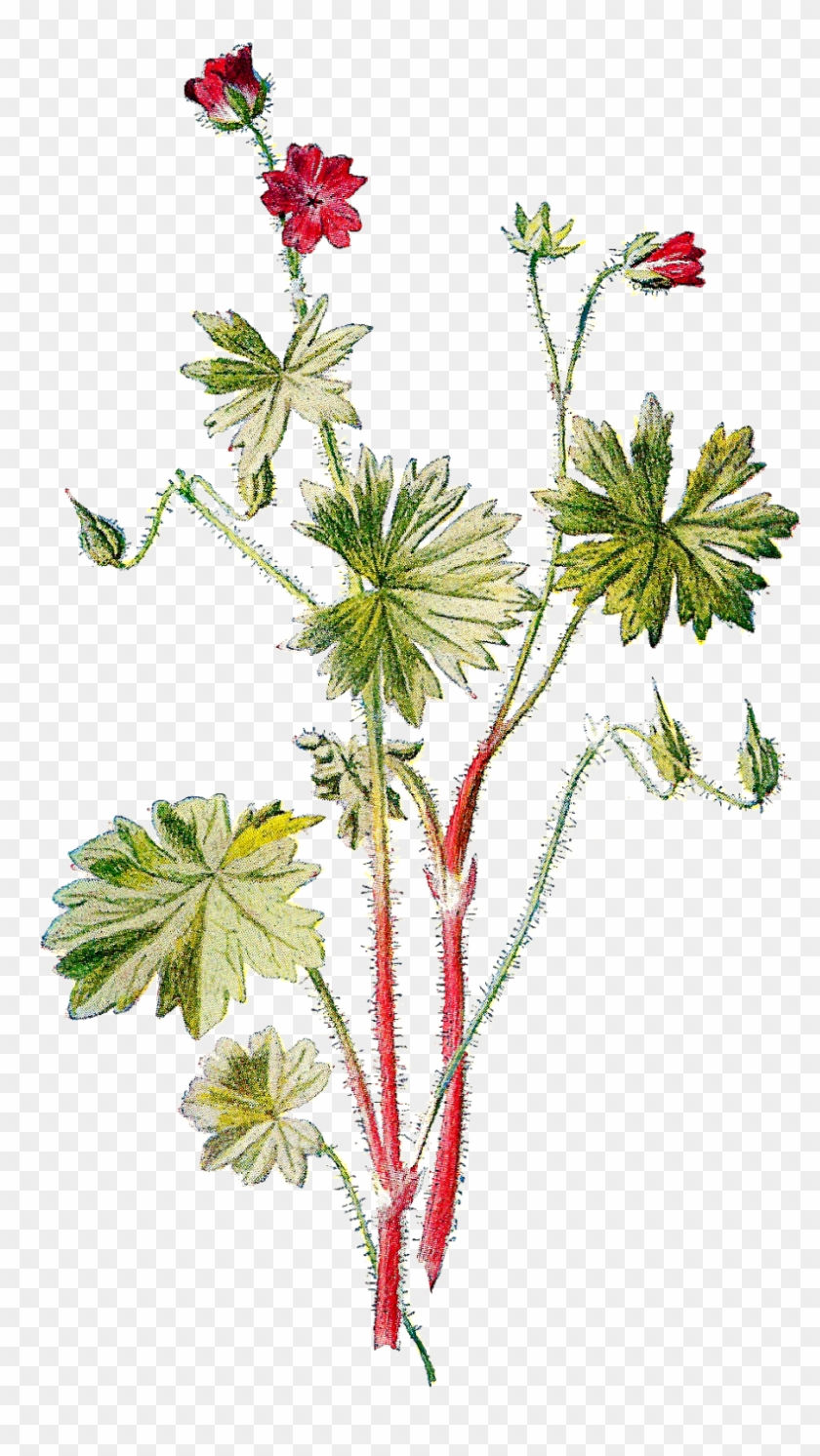 This Is A Pretty Digital Flower Download Of The Wildflower, - Dove's-foot Crane's-bill #658092