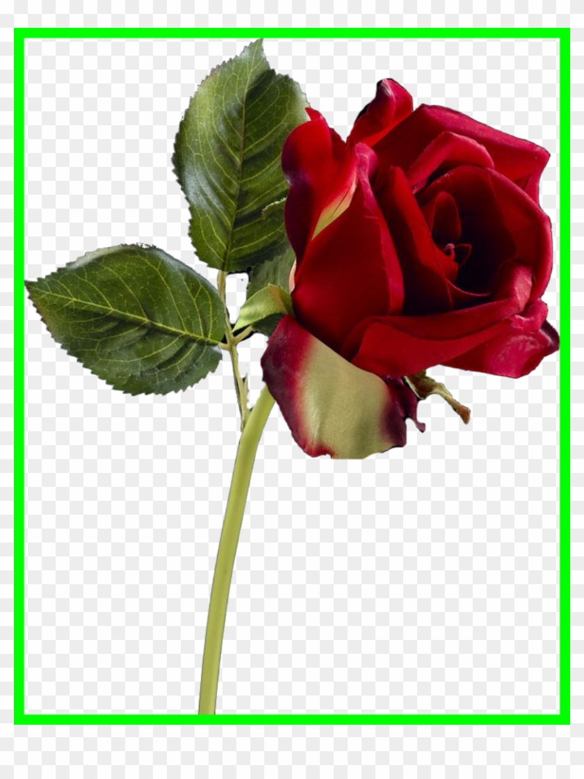 Amazing Rose Png Clipart Variety Pict For Garden Trends - Rose #658110