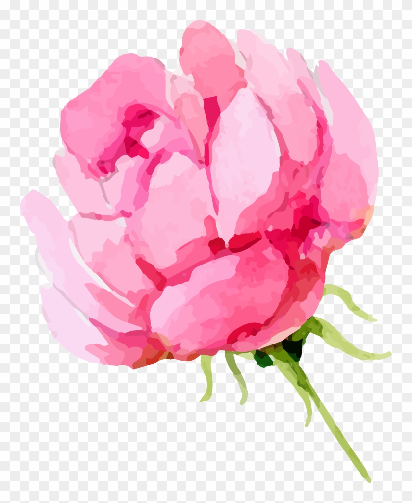 Rose Png Clipart Image 01 - Common Peony #658113