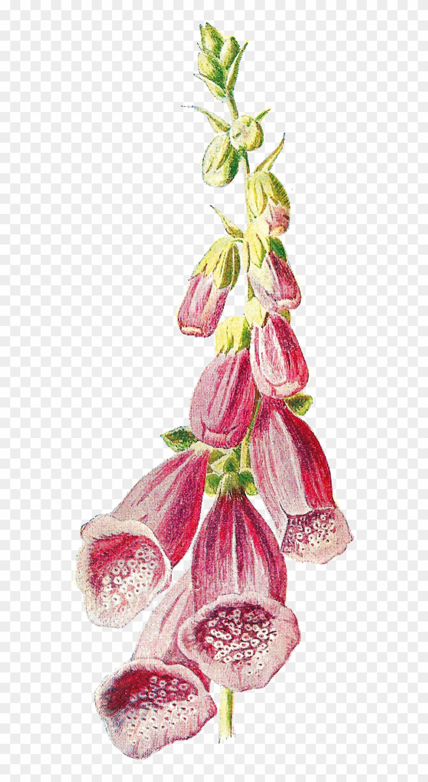 Digital Wildflower Image - Foxglove Botanical Illustration #658118