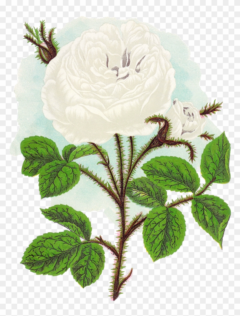 The Second Digital Flower Clip Art Is Of The White - Rose #658121