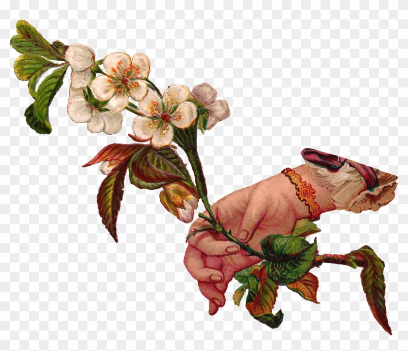This Is A Lovely Digital Download Of Dogwood Flowers - Victorian Flower Illustration Png #658122