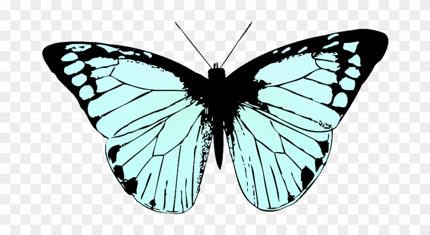Butterfly Image Black White, Soft Blue Colored Butterfly - Butterfly Wing Black And White #659805