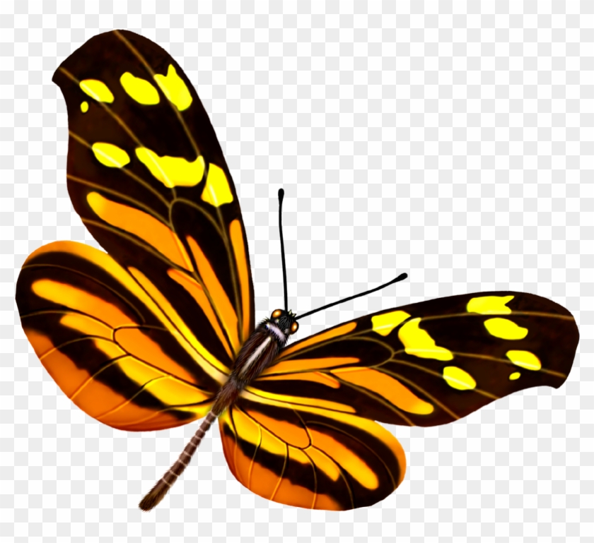 Butterfly Yellow Google Images - Butterfly Yellow Google Images #659846