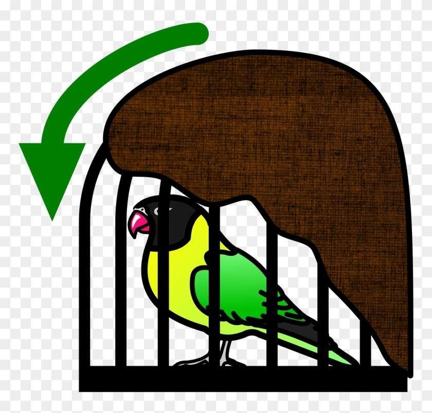 Picture - Parrot #659831