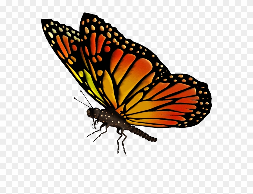 Monarch Butterfly Drawing Clip Art - Flying Butterfly Png Transparent #659854