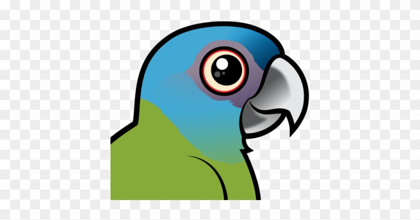 About The Blue-headed Macaw - Blue Headed Mini Macaw #659853