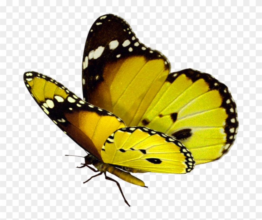 Https - //tatiscrap - Files - Wordpress - Com/2013/06/e24 - Butterfly Transparent Background #659862