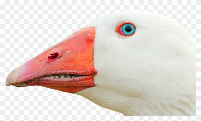 Stuffy Nose Pictures 22, - Goose Head Png #661271